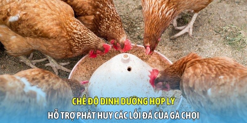 Chế độ dinh dưỡng hợp lý hỗ trợ phát huy lối đá của gà chọi