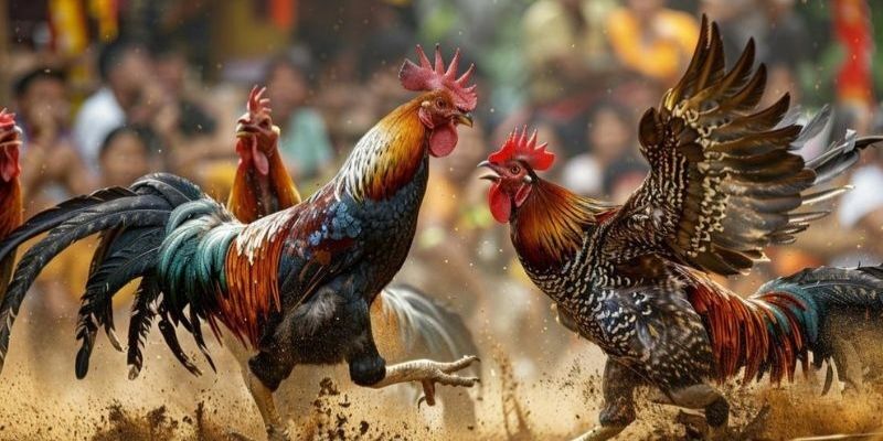 Những ưu điểm của tuyệt chiêu đá gà mã thương khách hàng cần biết